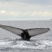whale_humpback_sb_h_2953_dom3018.jpg